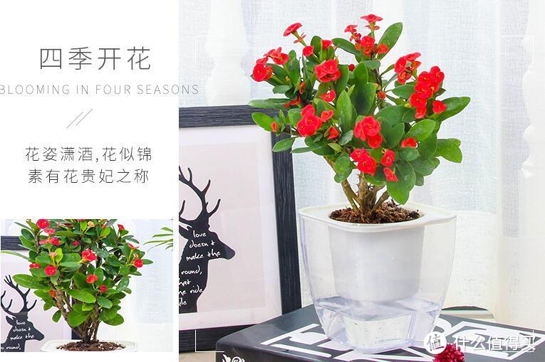 给生活加点情调,可以试试这10款花期长、常开花、易养活的植物