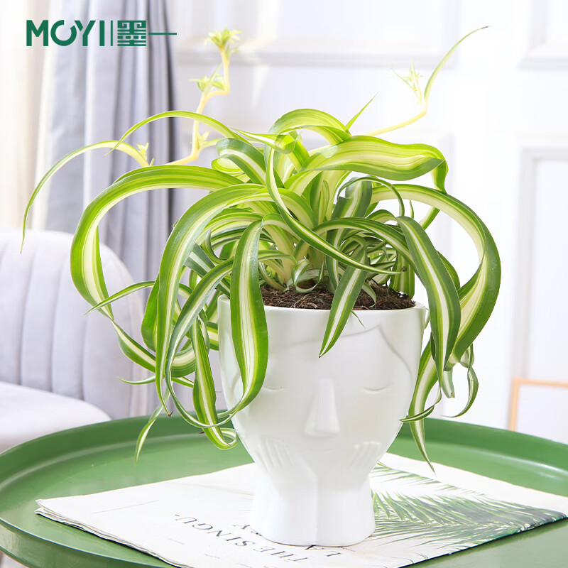 大城市出租屋绿植推荐，好养活