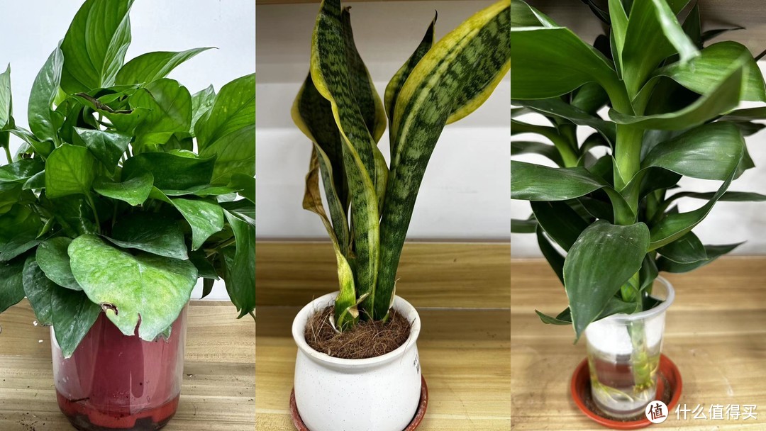 家里少不了植物，推荐三款好养的植物。