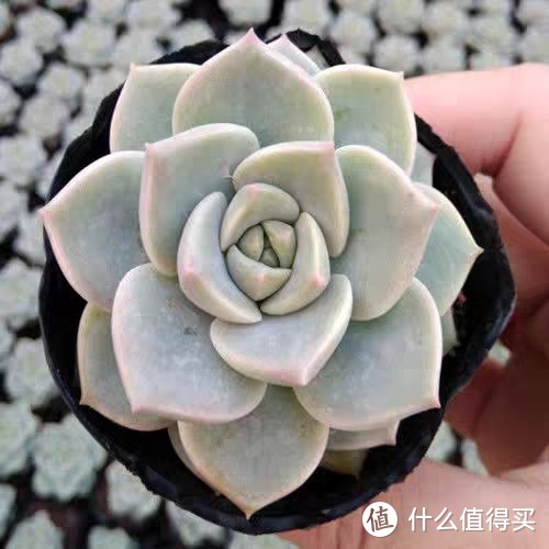 618早操之绿植选购攻略分享