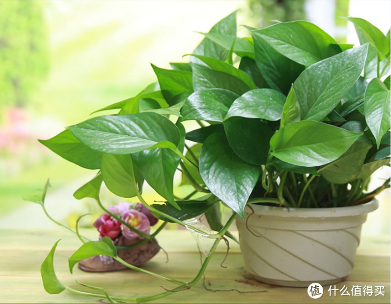 喜欢垂吊绿植,却看烦了绿萝?推荐6种绿萝姐妹,颜值高更好养