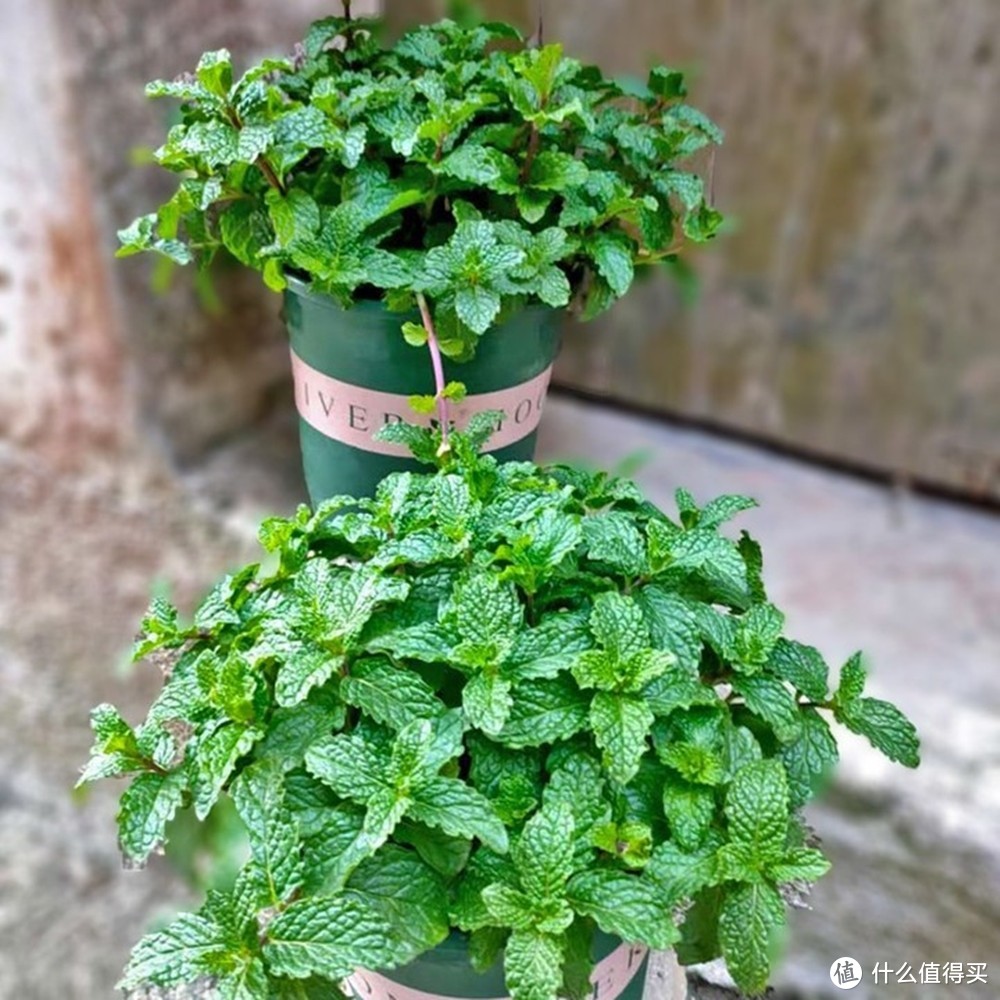 夏日绿植种植种类推荐：为炎炎夏日带来一丝清凉