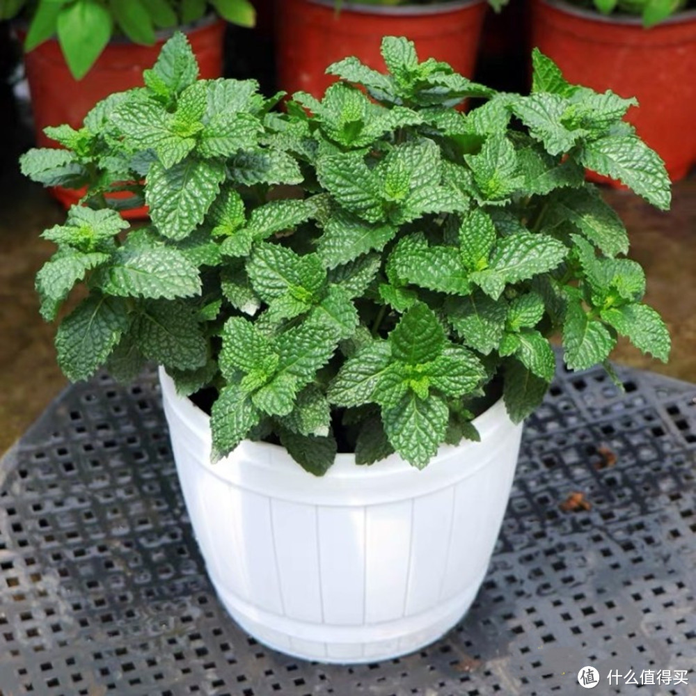 夏日绿植种植种类推荐：为炎炎夏日带来一丝清凉