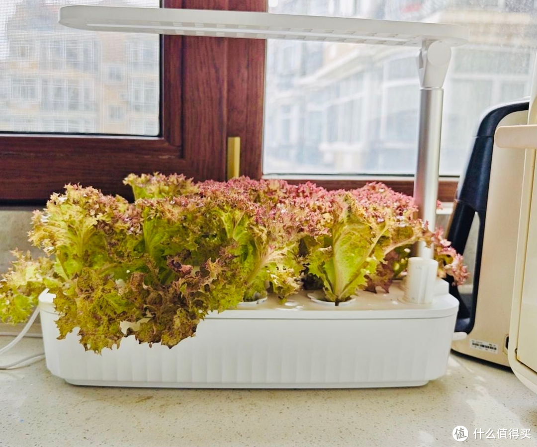 厨房里随手可摘的生菜