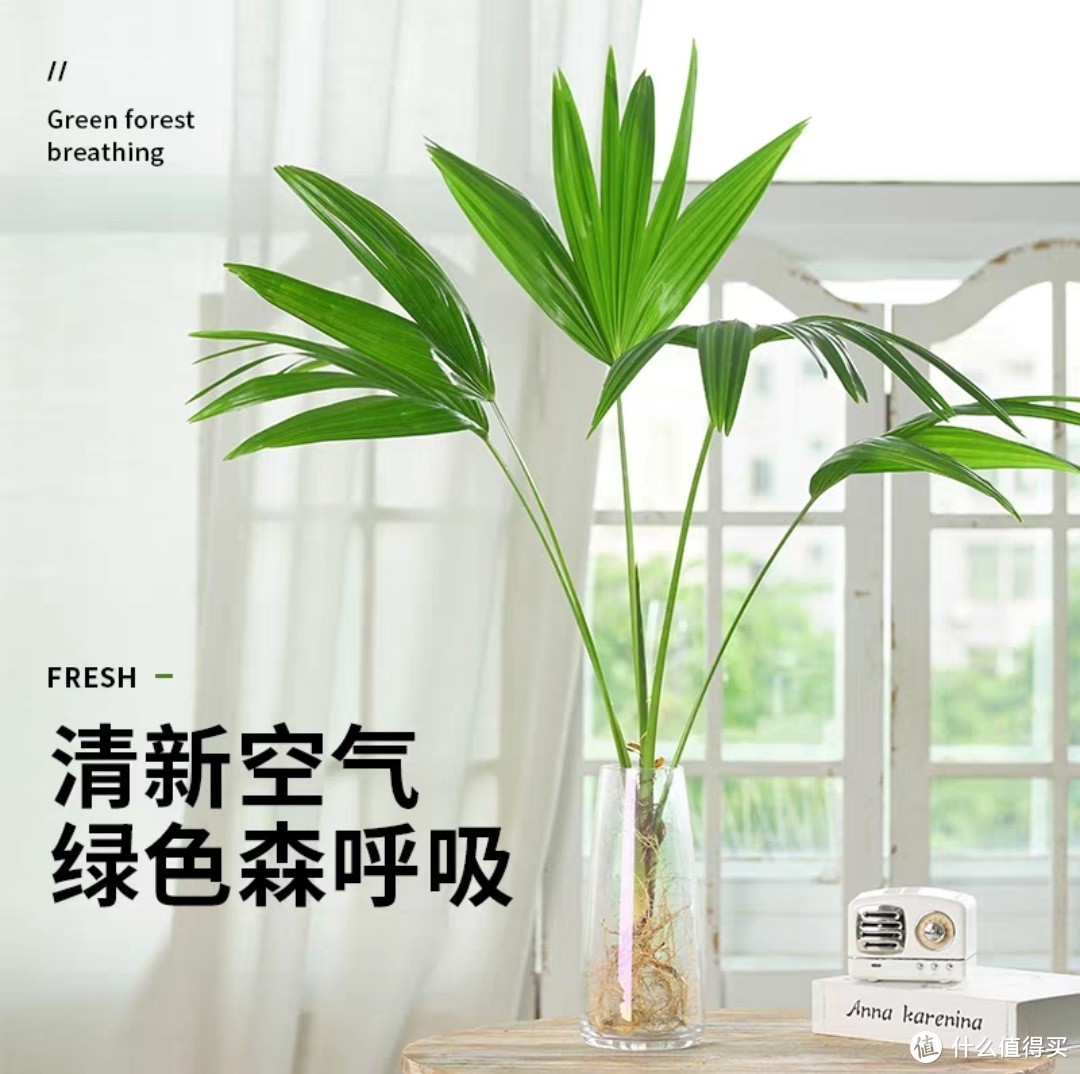 告别单调,提升桌面品味:桌面绿植推荐