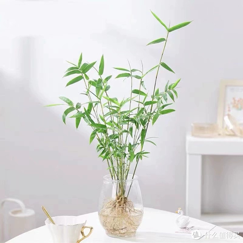 绿植选购攻略：如何选择适合家居的植物？