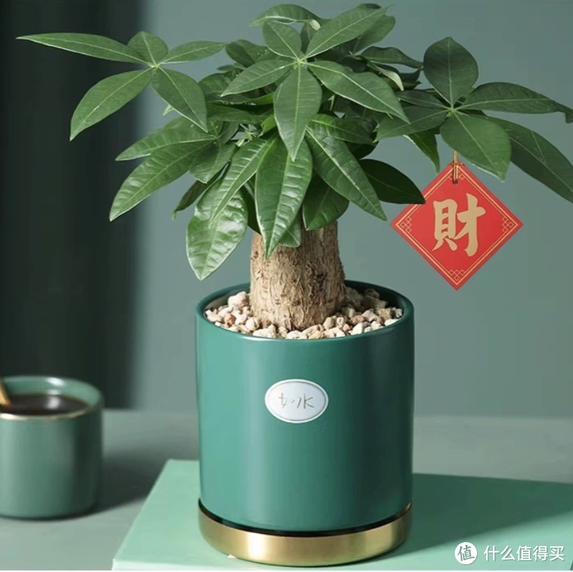 冬季绿植选购攻略：打造温馨家居的绿色氛围