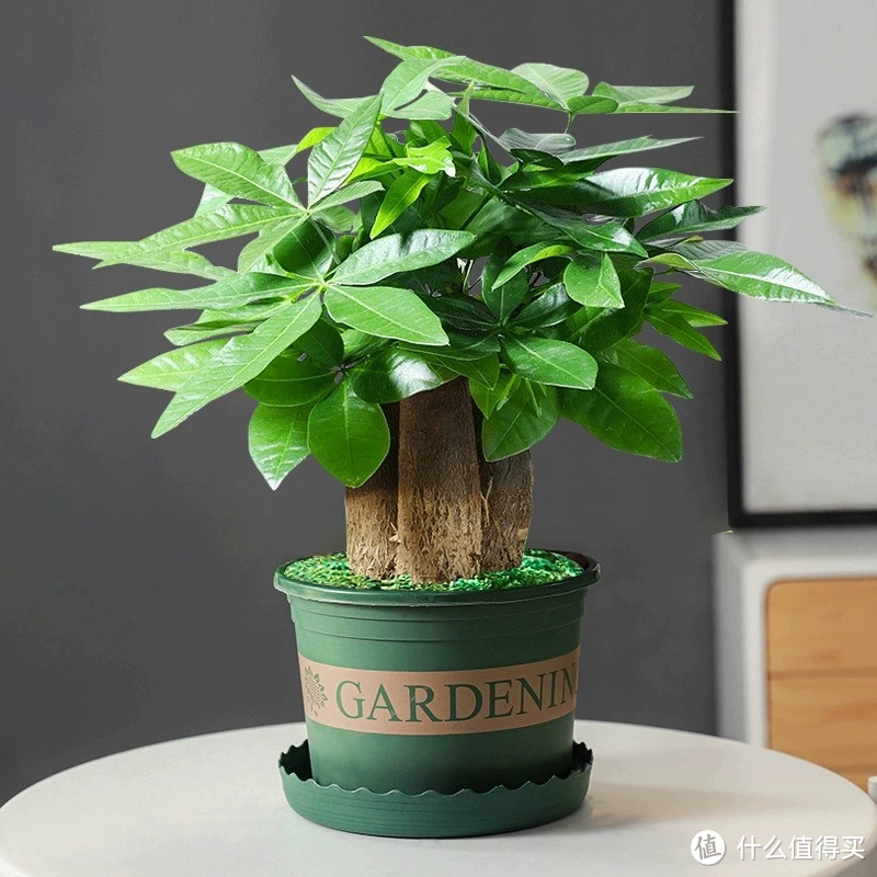 冬季绿植选购攻略：如何选择适合自己的植物？