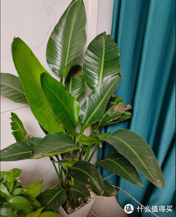 几款好养活的绿植推荐，养对了，美翻你的家！