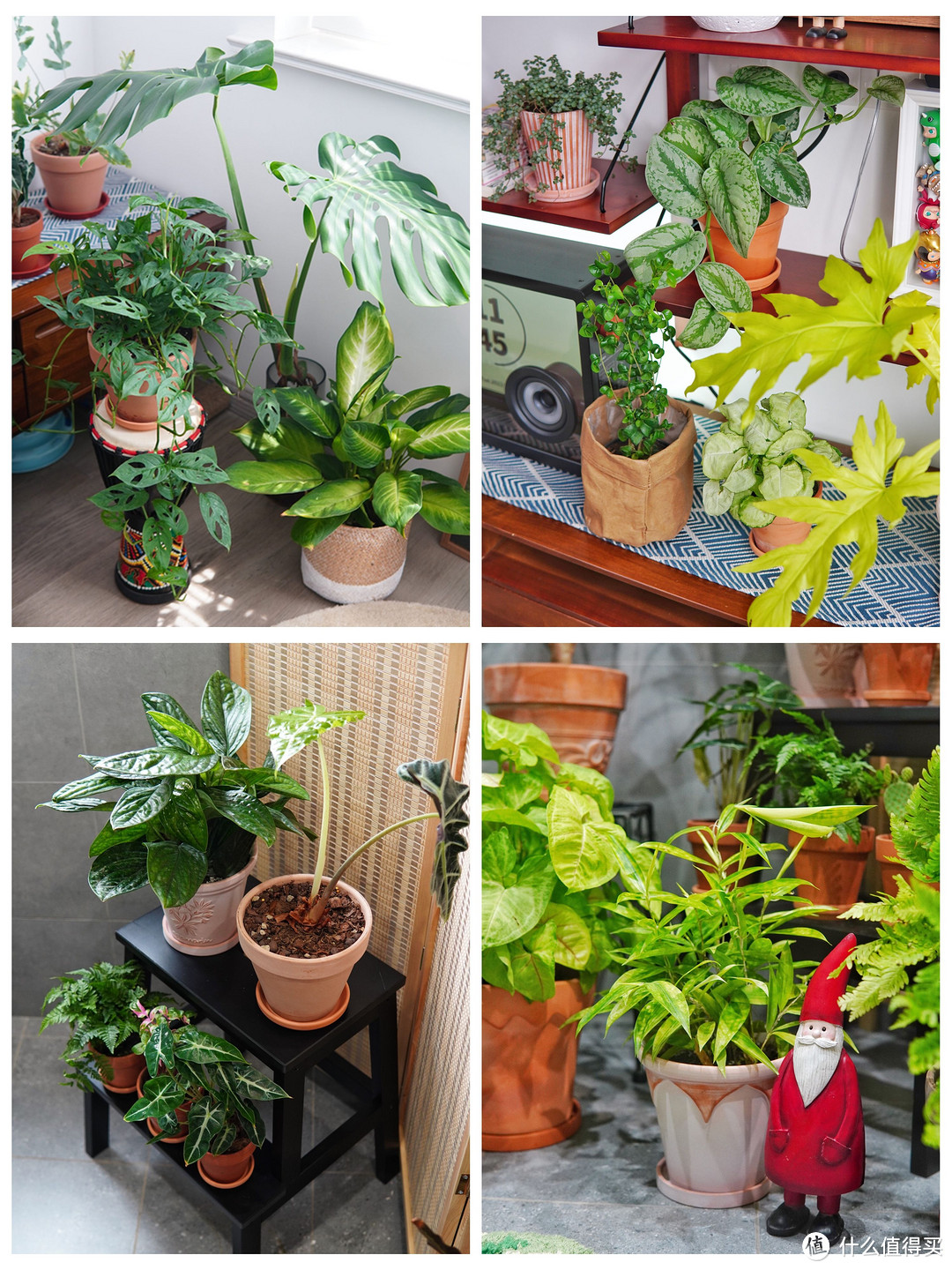 家的松弛感是绿植给的：家庭绿植选购养护攻略